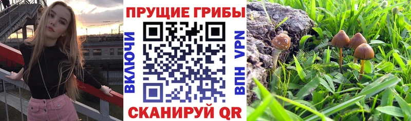 Псилоцибиновые грибы MAGIC MUSHROOMS  Буинск 